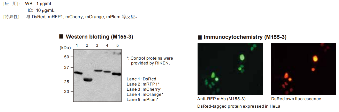 mbl-gfp/rfp荧光蛋白抗体,ip与细胞染色性能及其优越的单克隆抗体