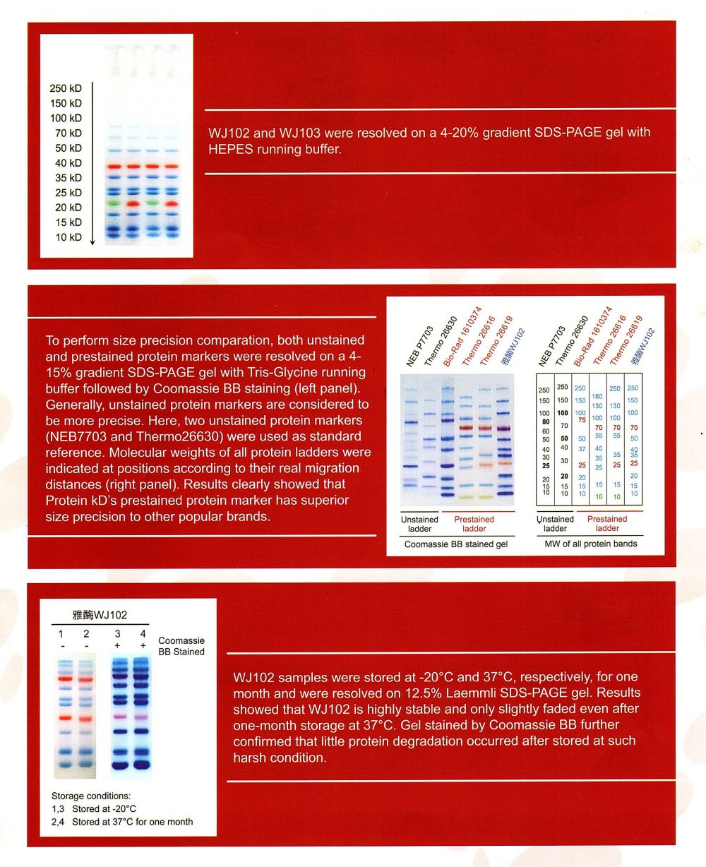 雅酶彩虹预染蛋白marker
