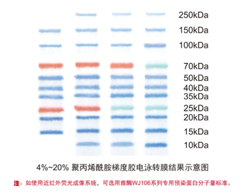 dl500marker条带图图片