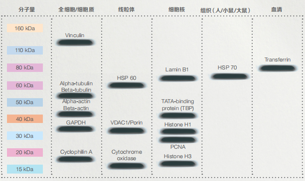 内参- Invitrogen 内参抗体选择指南 - 诺扬生物